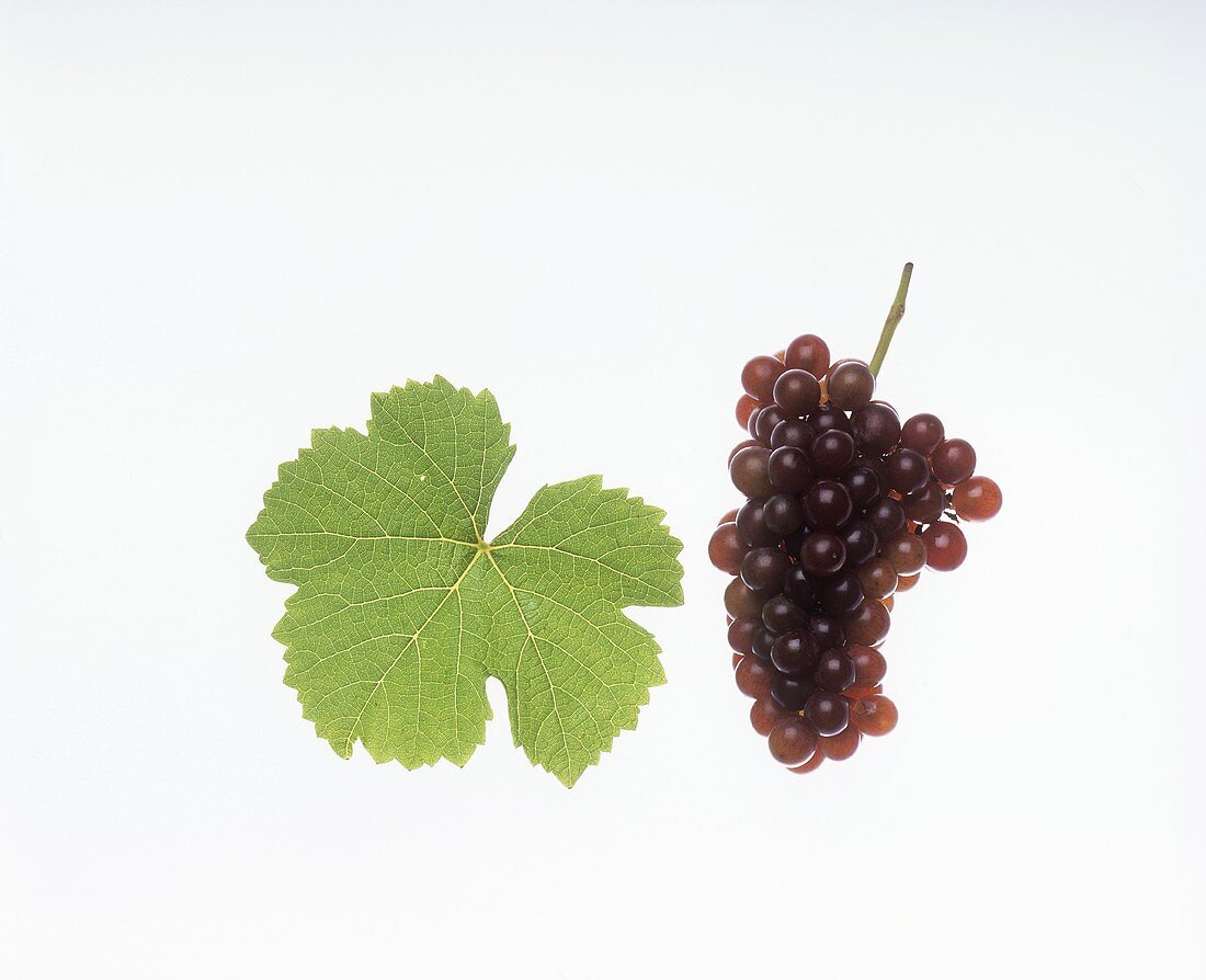 Chardonnay grapes with vine leaf