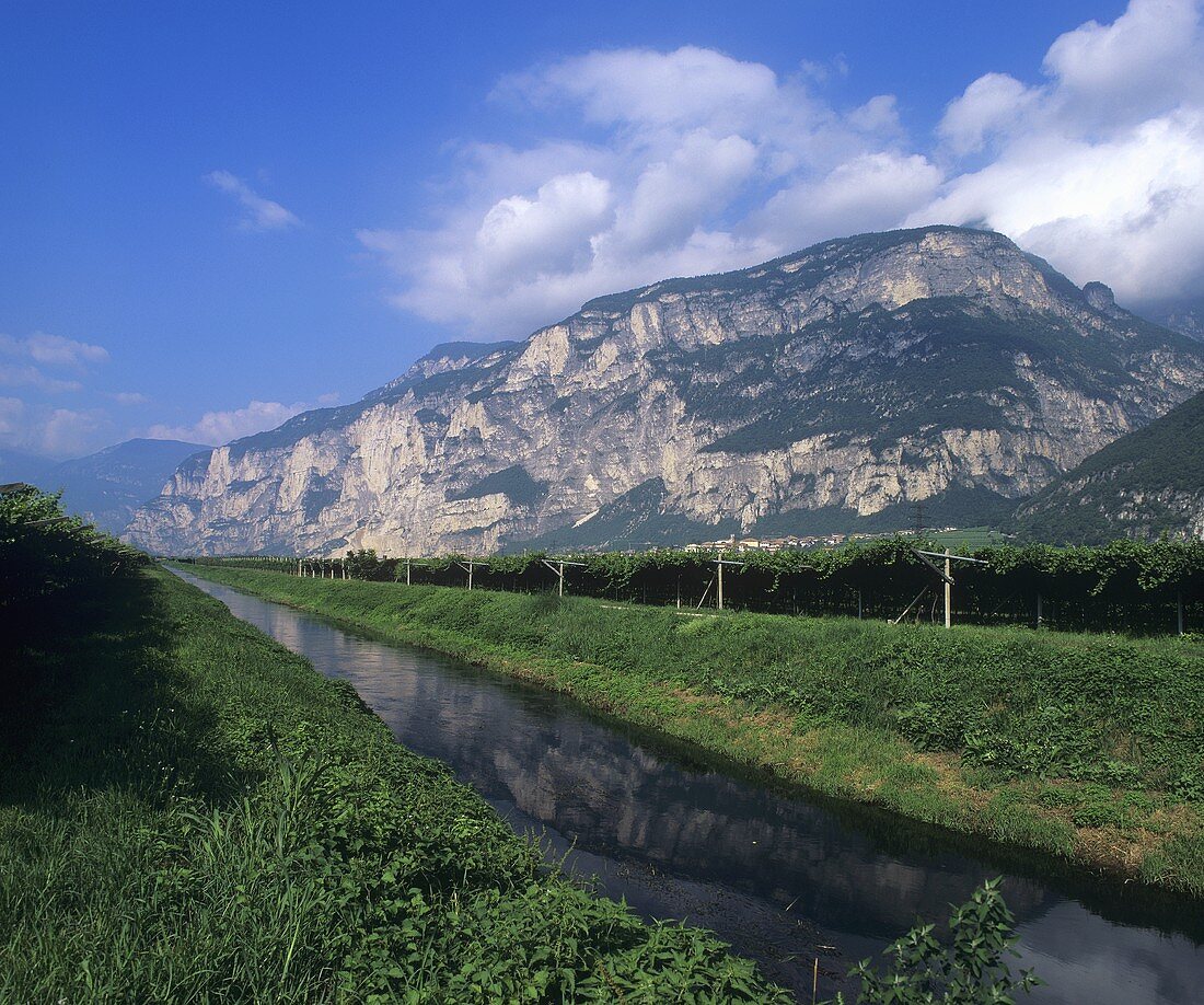 Weinbau in Trentino, Italien