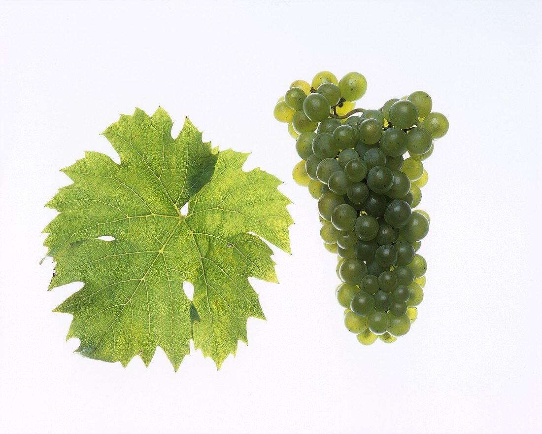 Müller-Thurgau grapes with vine leaf