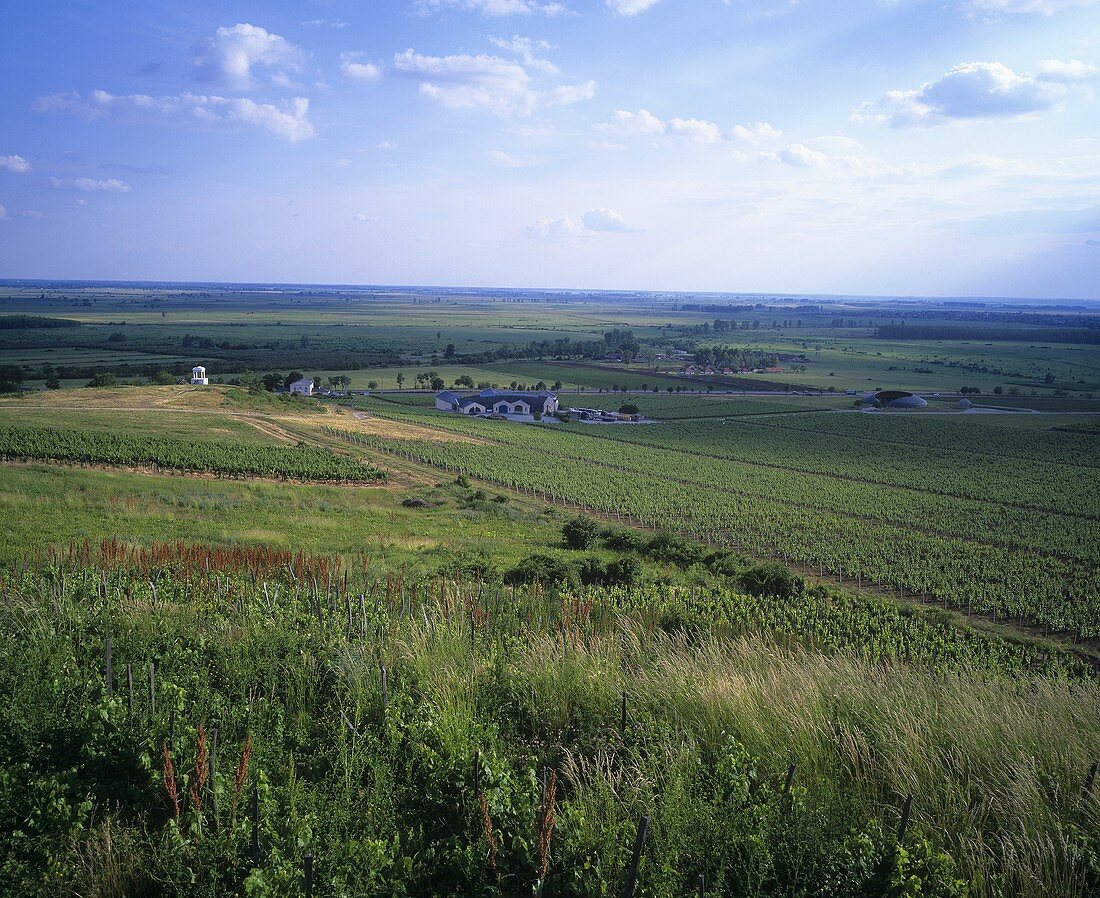 Das Weingut Disznokö, Tokaj, Ungarn