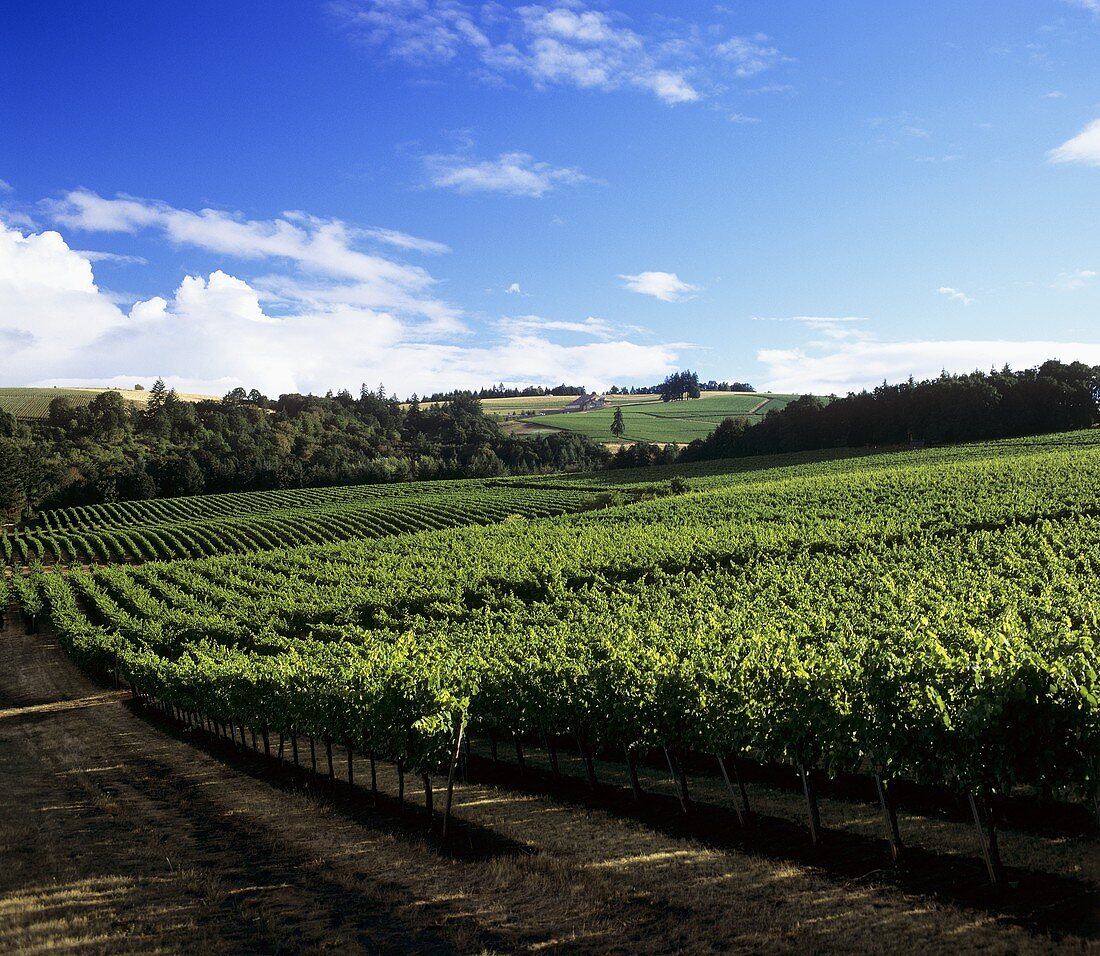 Vineyard of Domaine Drouhin, Dundee, Willamette Valley, Oregon, USA