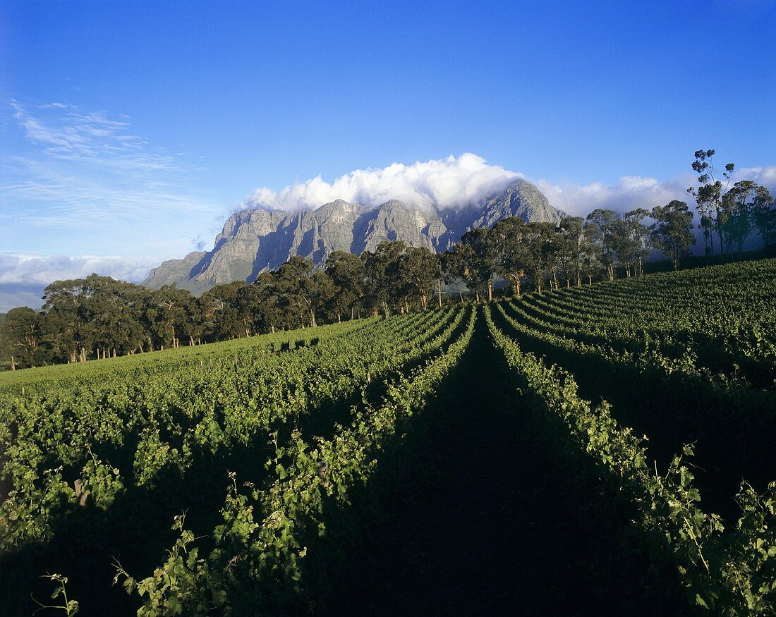 Weingut Thelema Mountain Vineyards, Stellenbosch, Südafrika