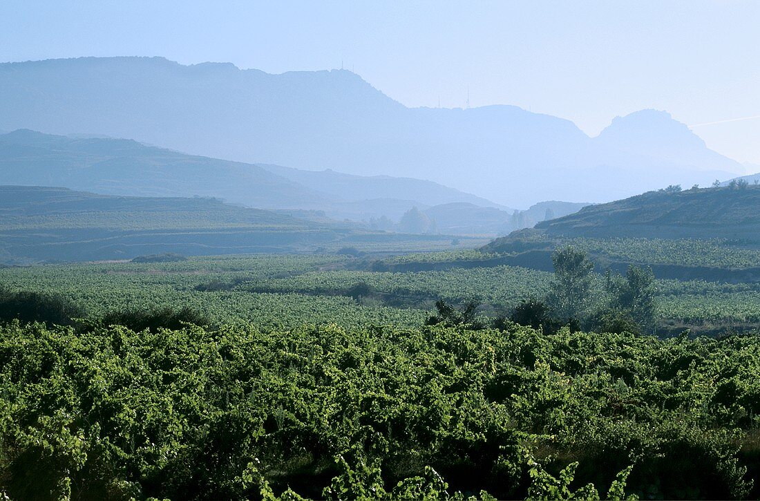 Weinberge um Labastida, Rioja Alta, Rioja, Spanien