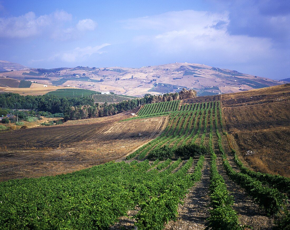Vineyard around Segesta; Sicily (west), Italy