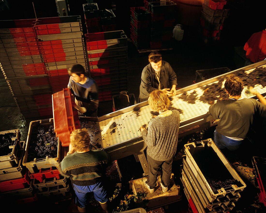 Sorting table for grapes