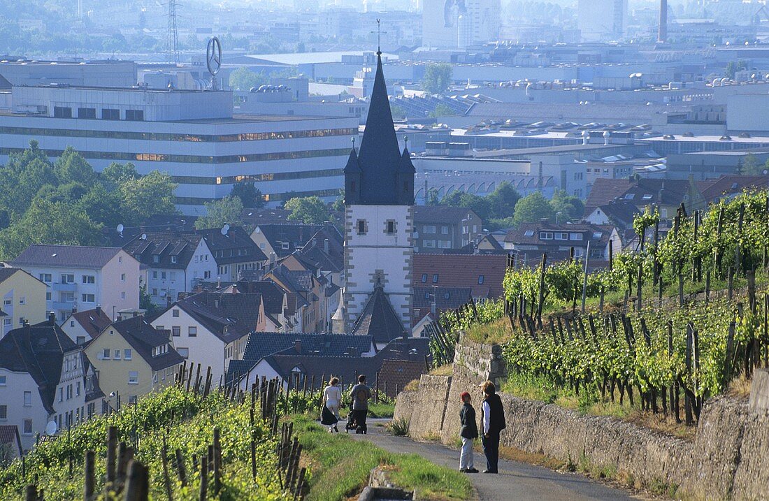 View over vineyards, Esslingen-Mettingen, Württemberg, Germany