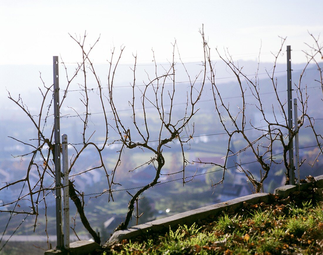 Vines in winter