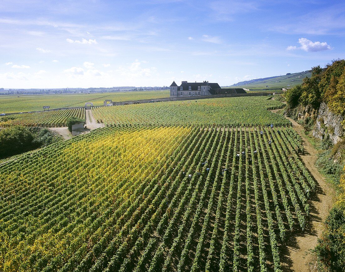 Weinberg 'Clos de Vougeot' Côte d'Or, Burgund, Frankreich