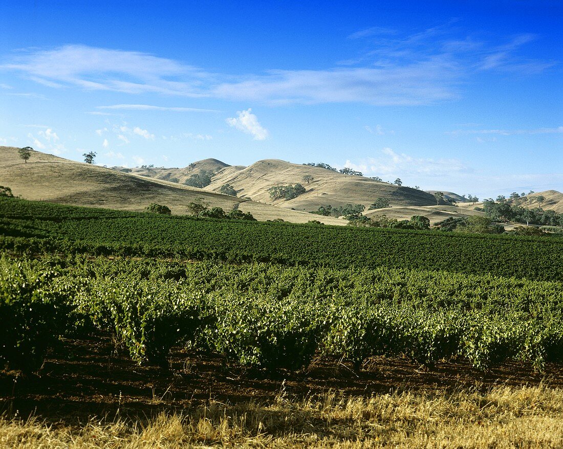 Vineyard in Barossa Valley, South Australia