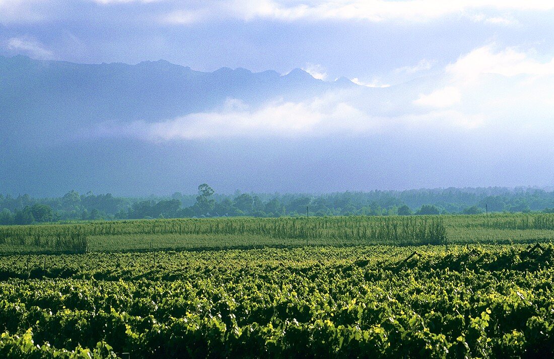 Weinbaugebiet Bensheim an der Hessischen Bergstrasse