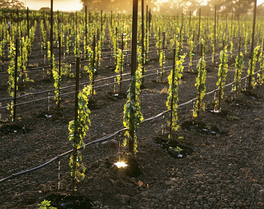 Tropfbewässerung (Drip Irrigation), Napa Valley, Kalifornien
