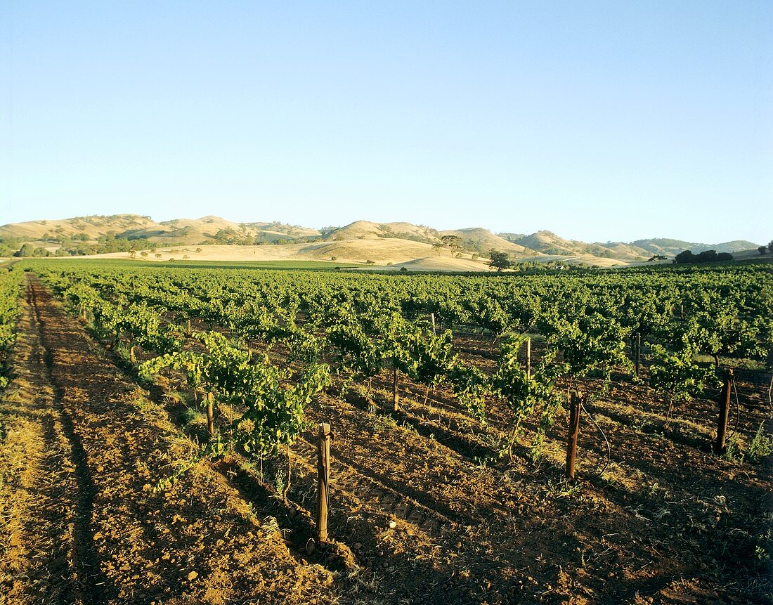 Barossa Valley wine region, South Australia