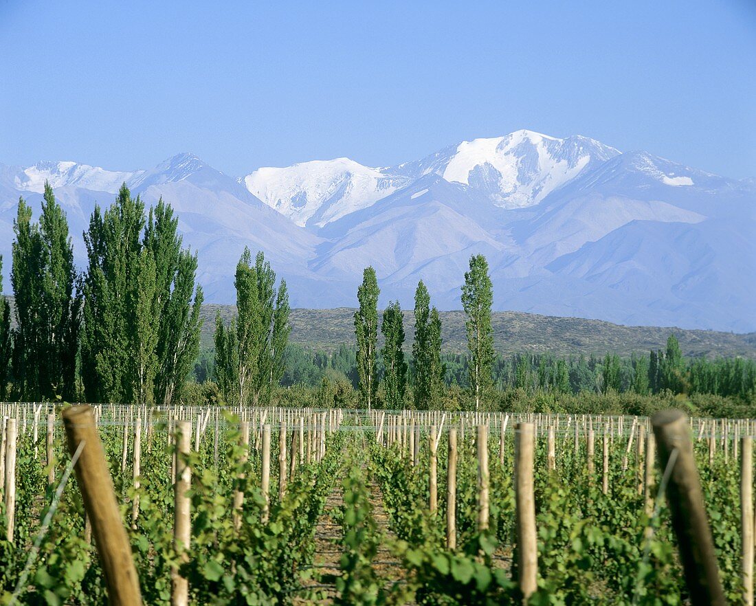 Vineyards around Tupungato at foot of Andes, Mendoza, Argentina