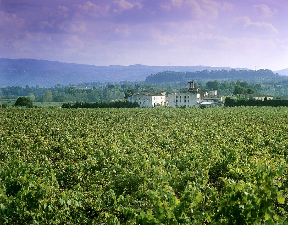 Vineyard near Sant Sadurni d'Anoia, Penedès, Spain (Cava)