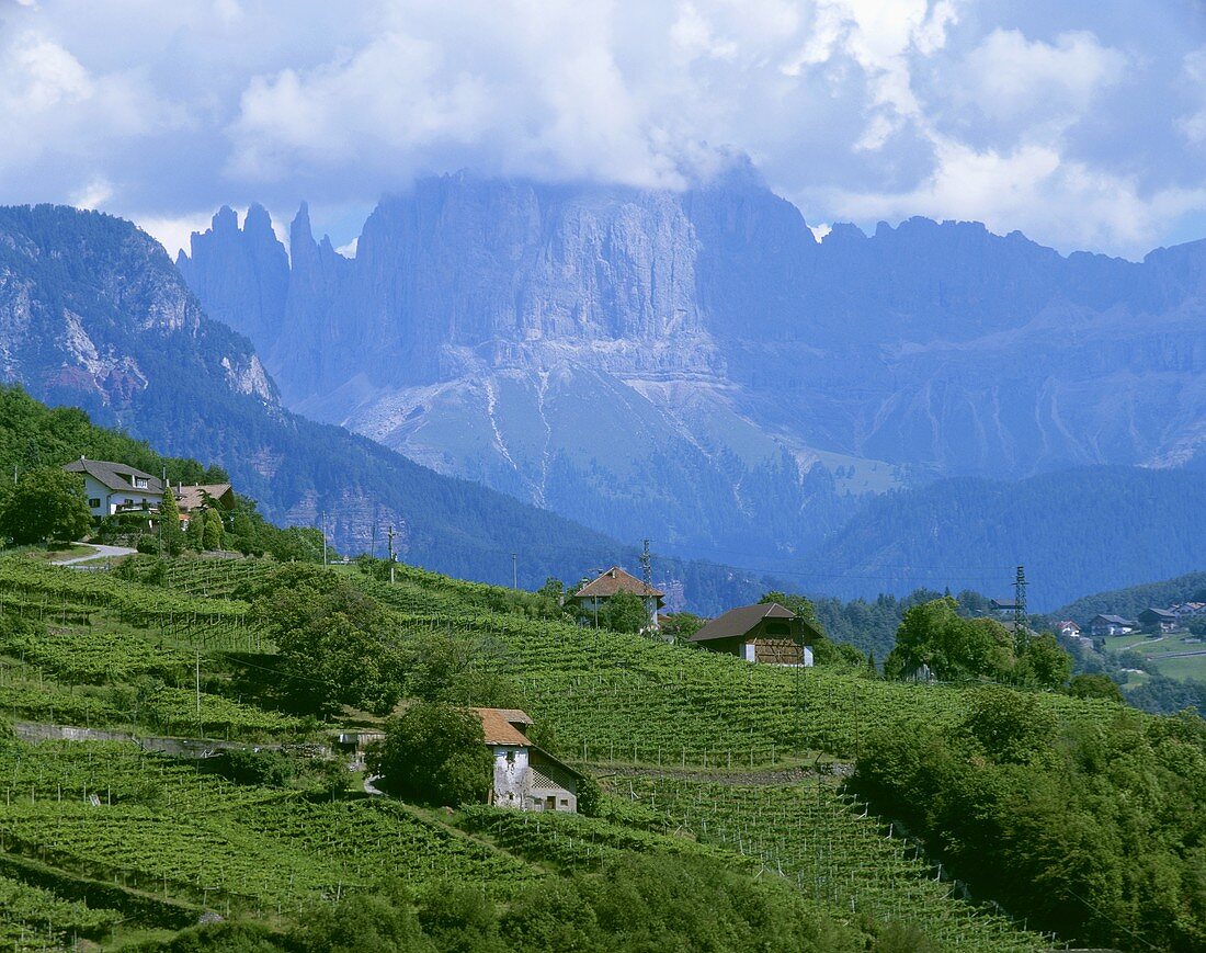 Weinberge im Eisacktal bei Bozen nahe den Dolomiten, Südtirol