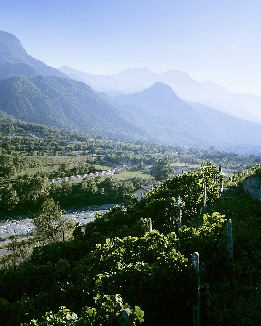 Vineyards near Aosta, Aosta valley, Italy