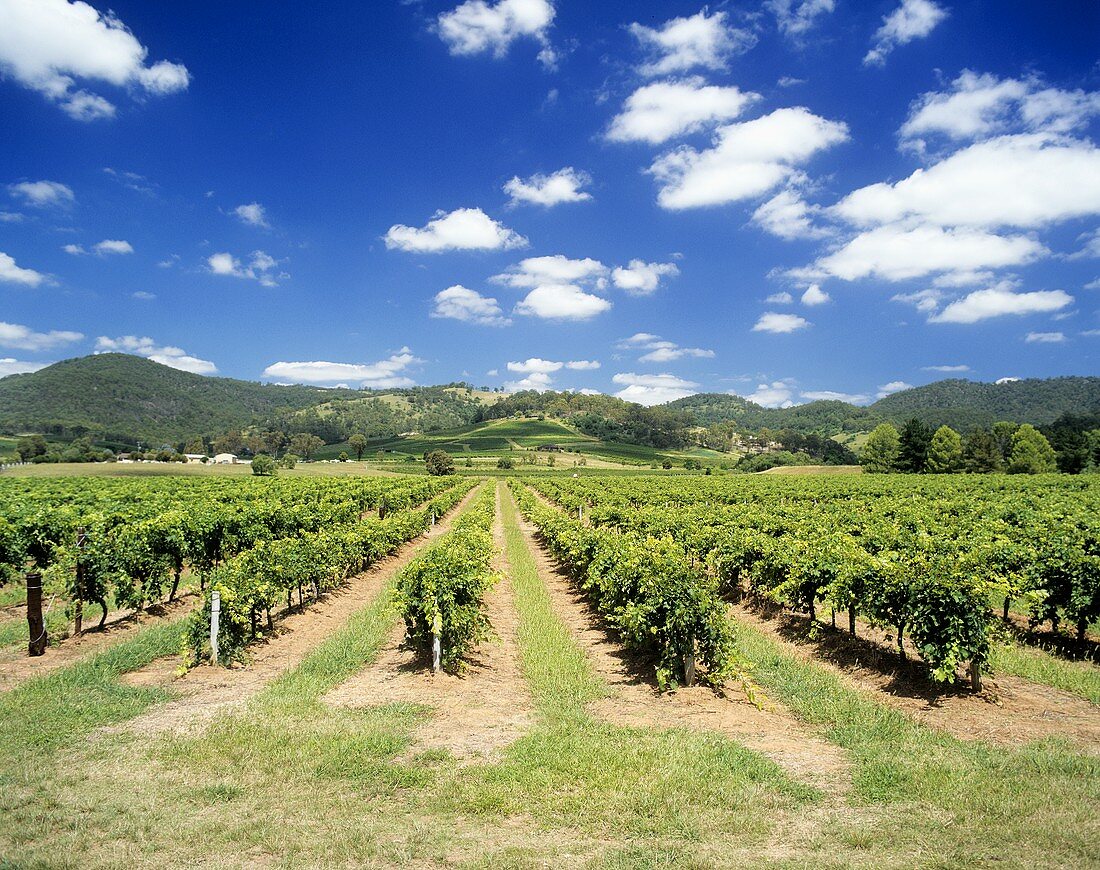 Lindemans vineyard, Lower Hunter Valley, NSW, Australia