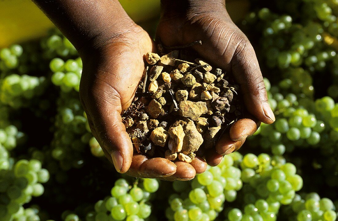 'Terroir' hands of black person holding soil sample and grapes