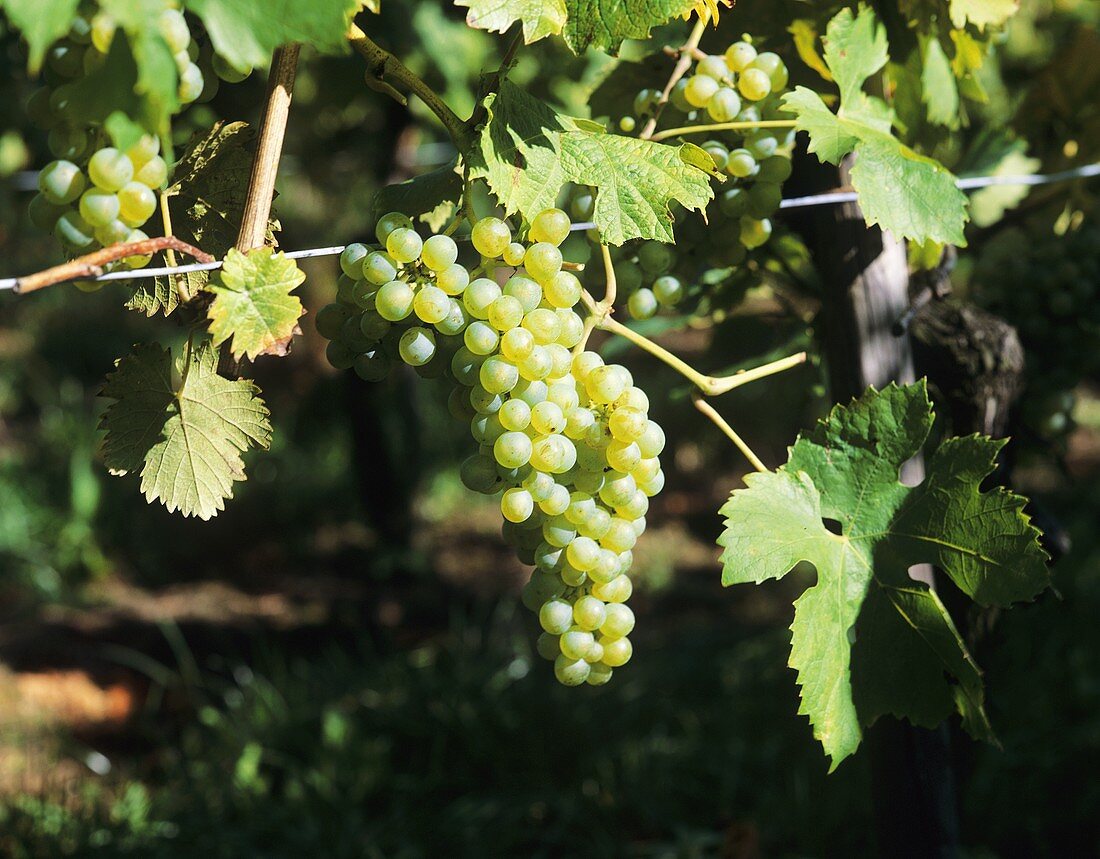 Grüner Veltliner grapes (mainly grown in Austria)