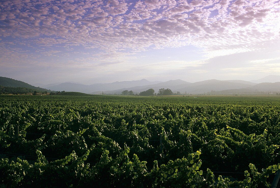 Vineyards, Valle de Casablanca, Chile