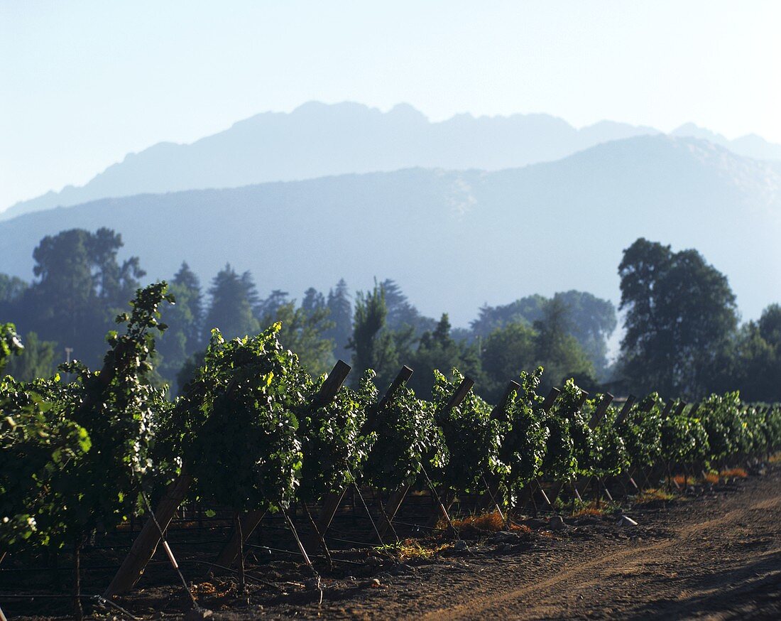 Vineyards in Valle de Curicò, Chile
