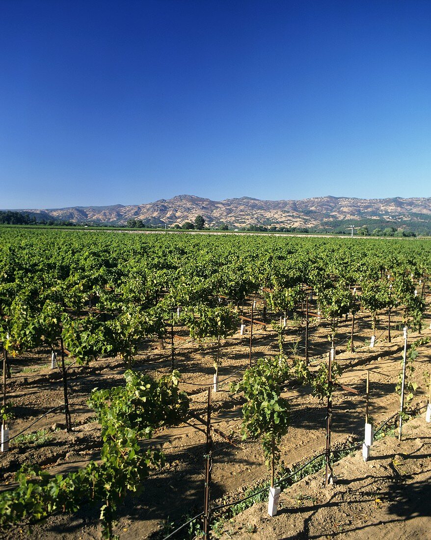 Trefethen Vineyard, Napa, Napa Valley, California, USA