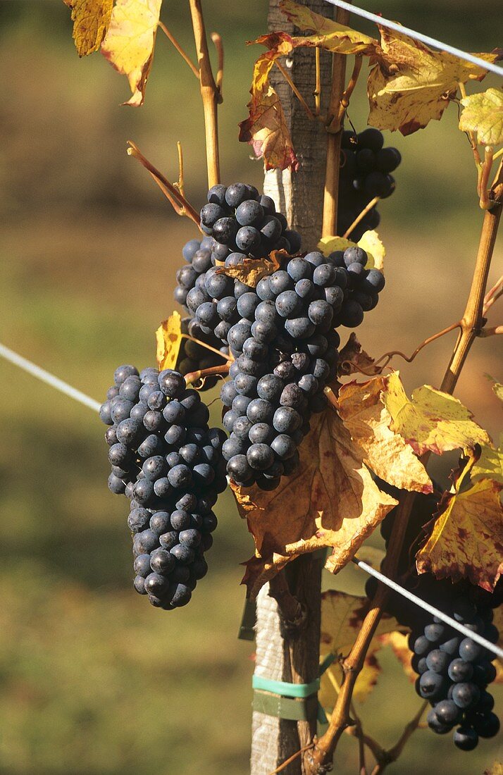 Merlot, red wine grapes