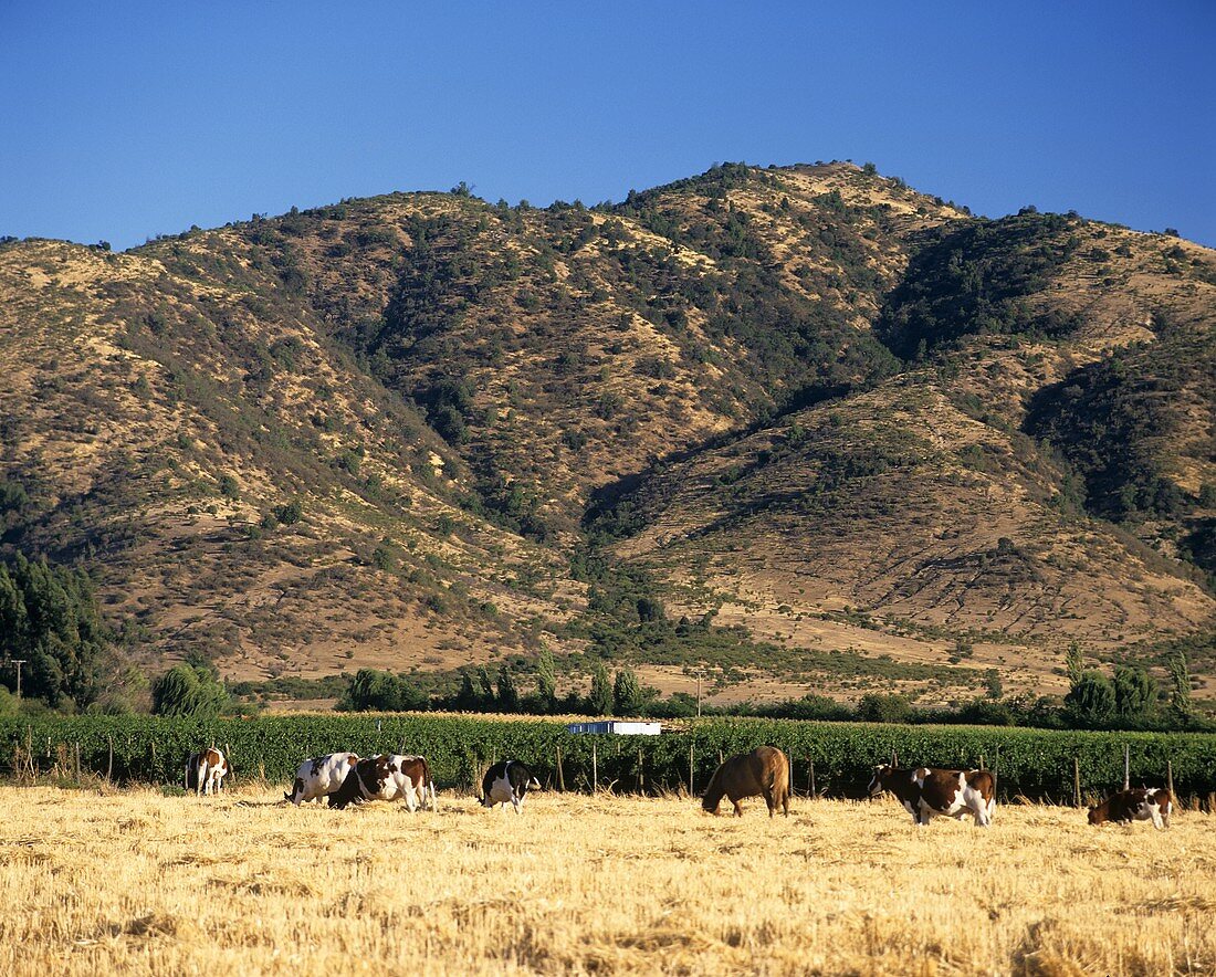 Vineyards in Valle de Rapel, Chile