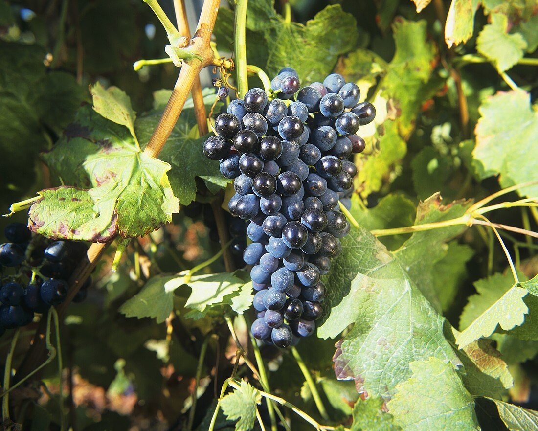 Syrah grapes (also known as Shiraz)