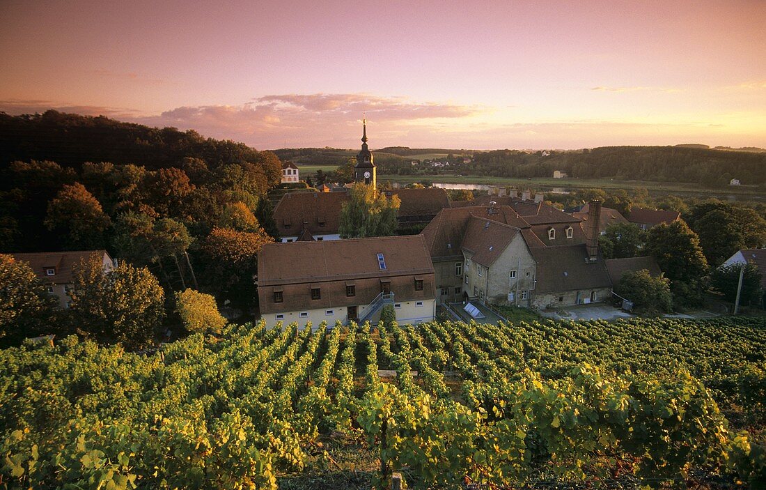 Weinberg vor dem Schloss Diesbar-Seusslitz, Sachsen