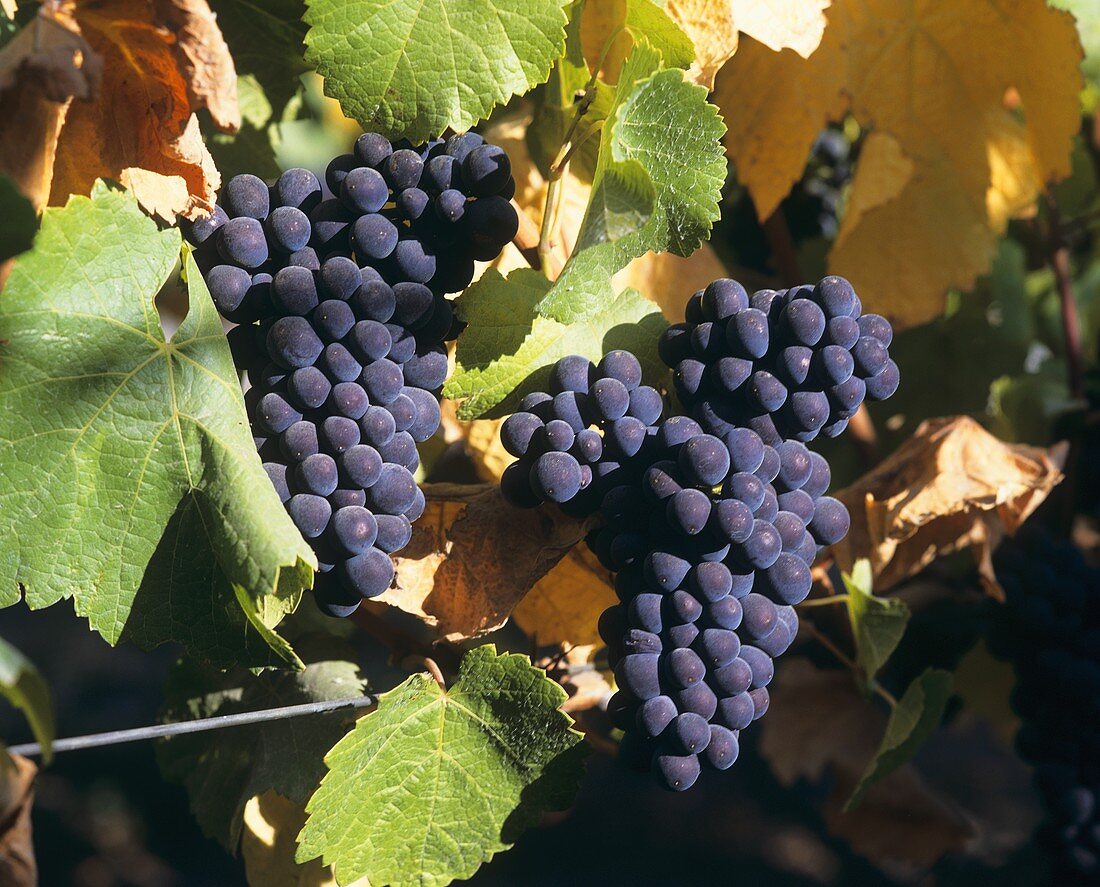 Pinot Noir grapes (also known as Spätburgunder)