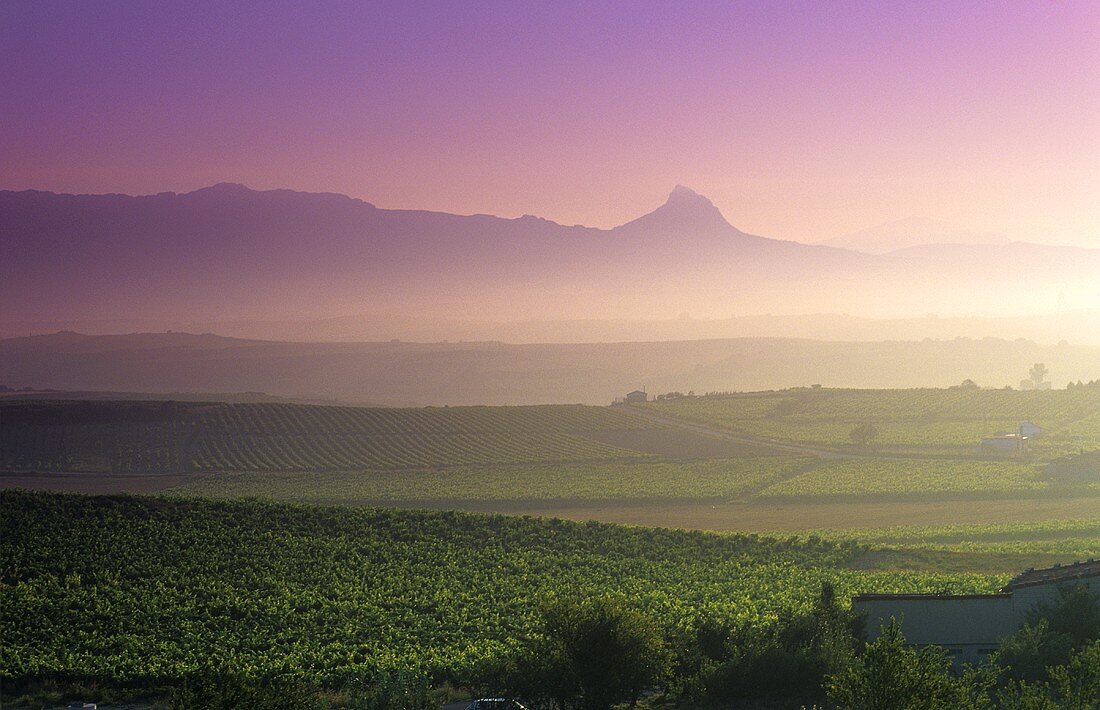 Vineyards around village of Langurdia, Rioja Alvesa, Spain