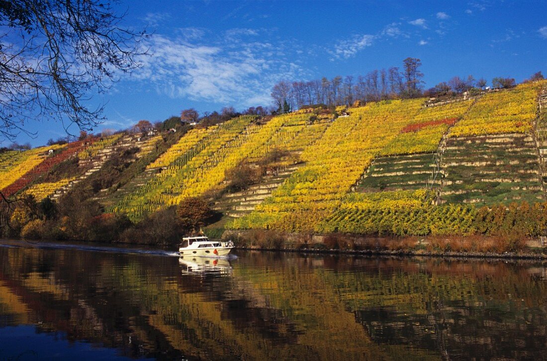 Weinberg bei Neckarweihingen-Ludwigsburg, Deutschland