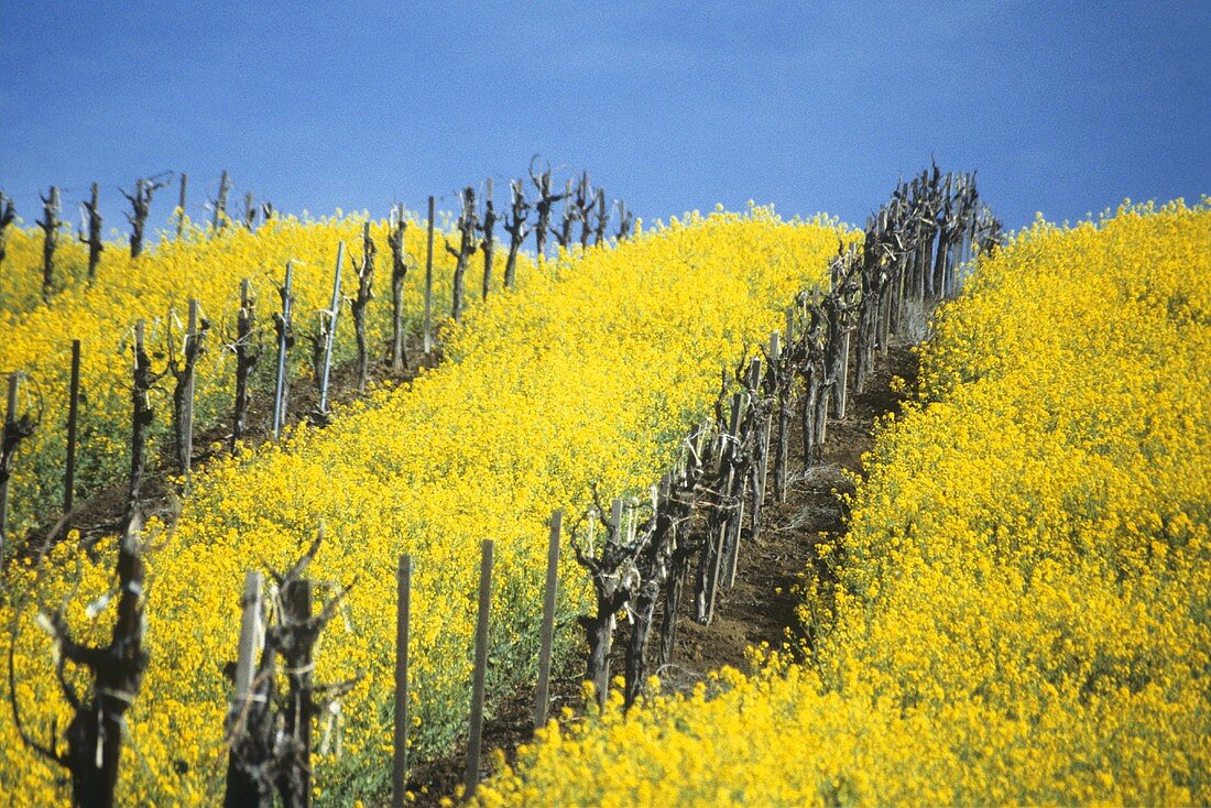 Blühender Ackersenf im Carneros Bezirk, Napa-Tal, Kalifornien