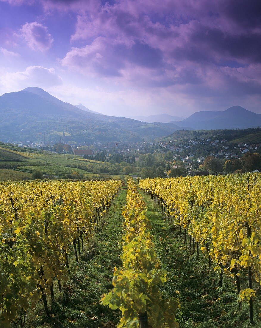 Weinanbaugebiet in Rheinland-Pfalz, Deutschland