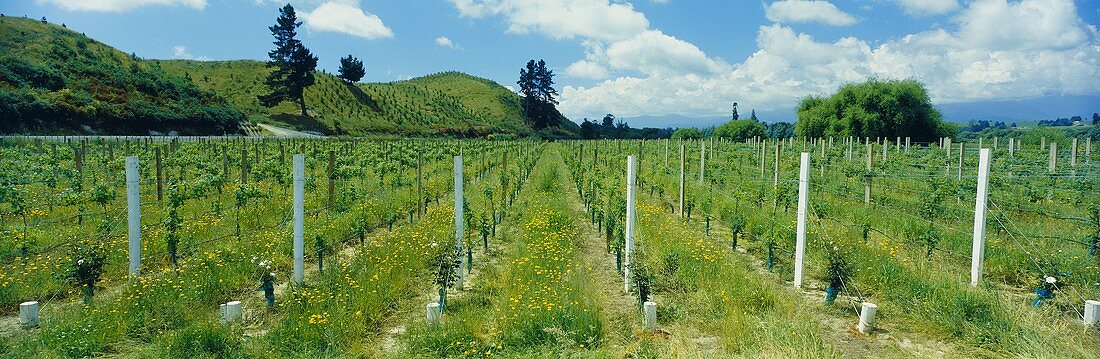 Weingut Neudorf, Nelson, Neuseeland (Chardonnay-Weine)