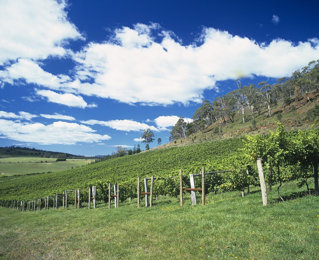Das Freycinet Weingut in Tasmanien