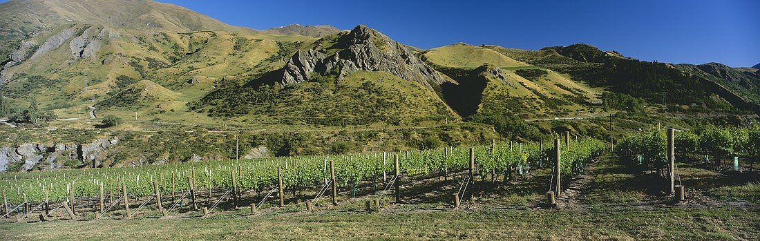Vineyard in Central Otago, N. Zealand