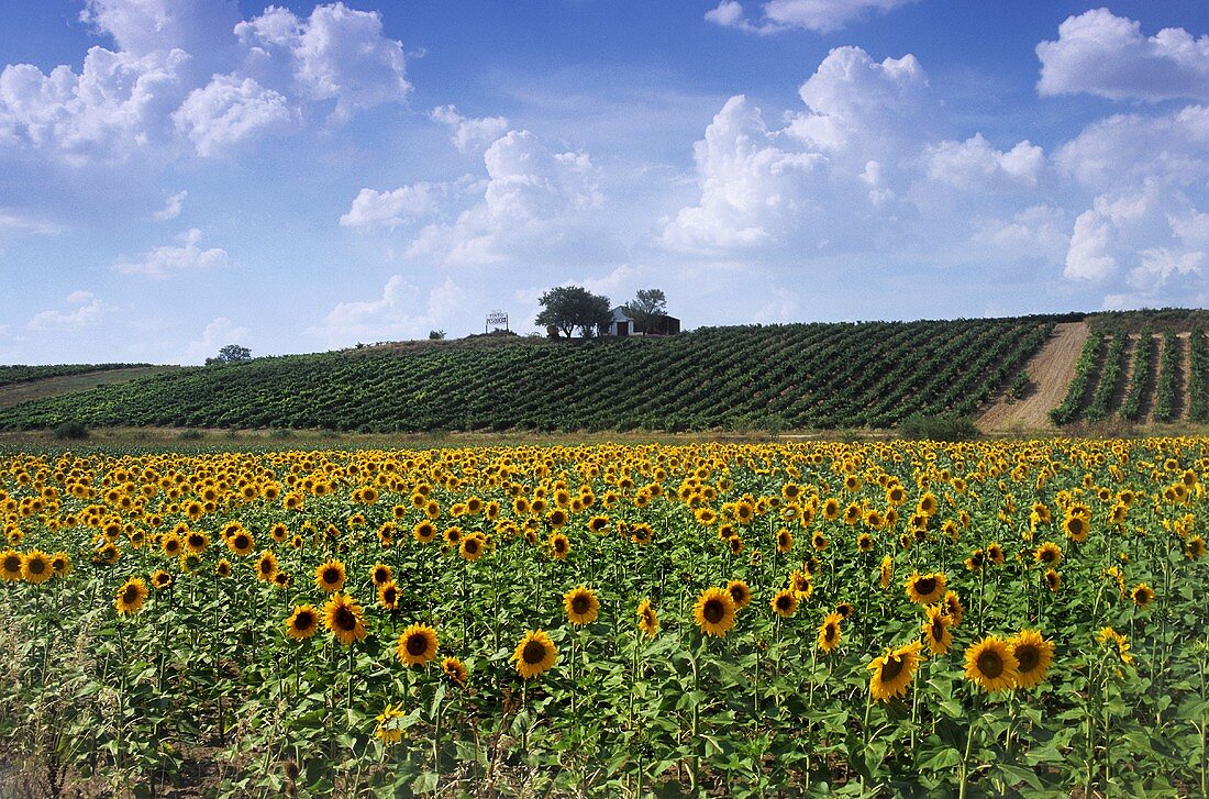 The Alejandro Fernándes Winery, Pesquera de Duero, Spain