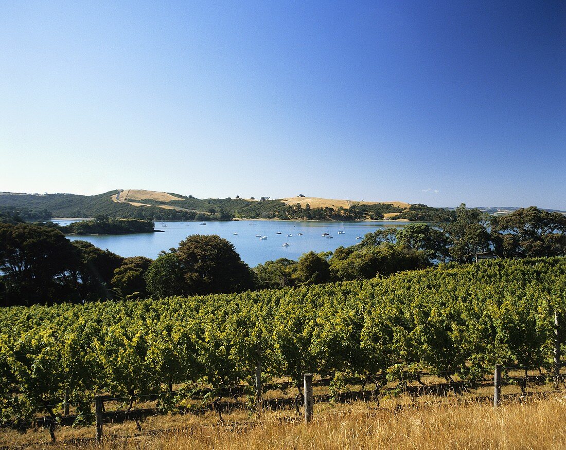 Das Weingut Stonyridge auf der Insel Waiheke, Neuseeland