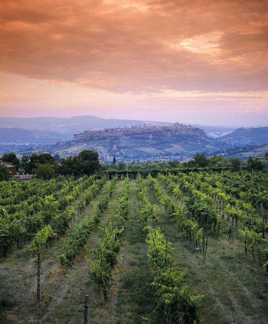 Wine-growing near Orvieto in Umbria, Italy