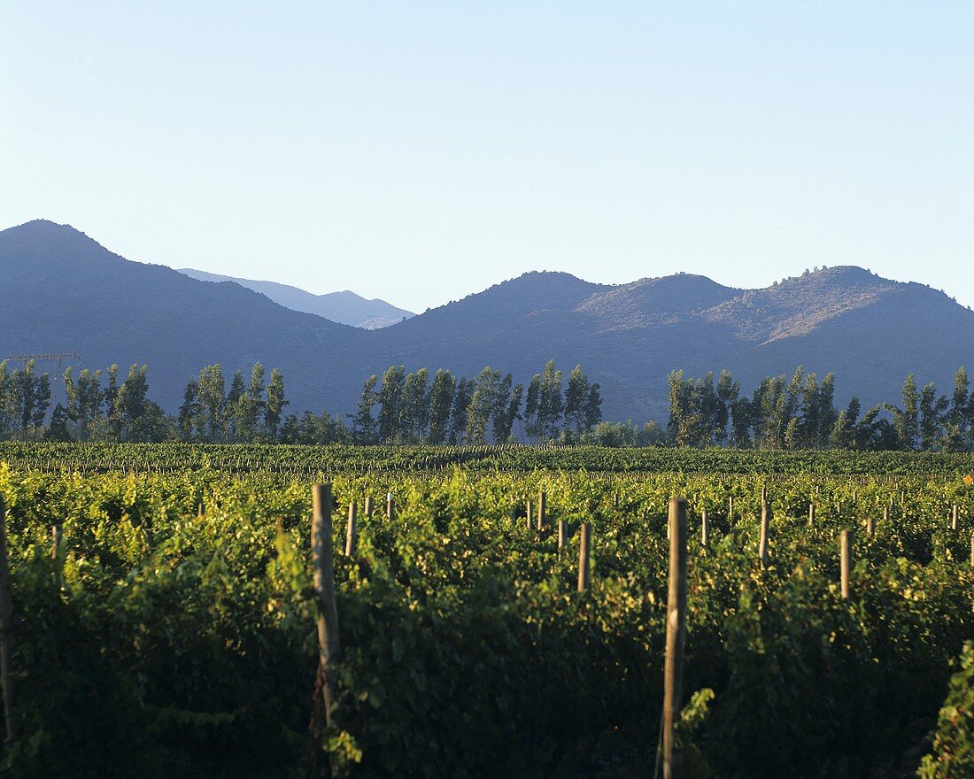 Vineyard in Valle del Maipo, Chile