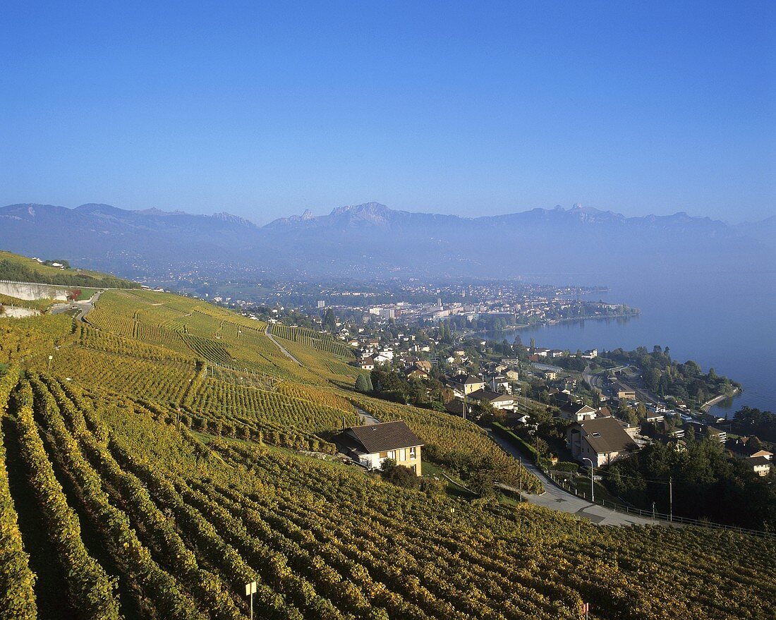 Vineyards on Lake Geneva, Switzerland