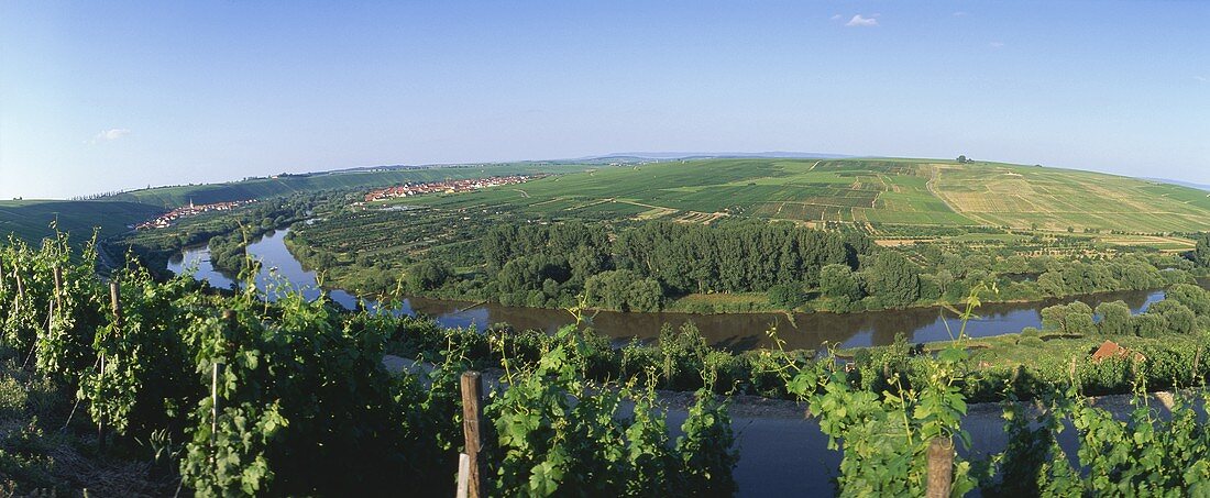 Weinlage bei Nordheim am Main, Deutschland