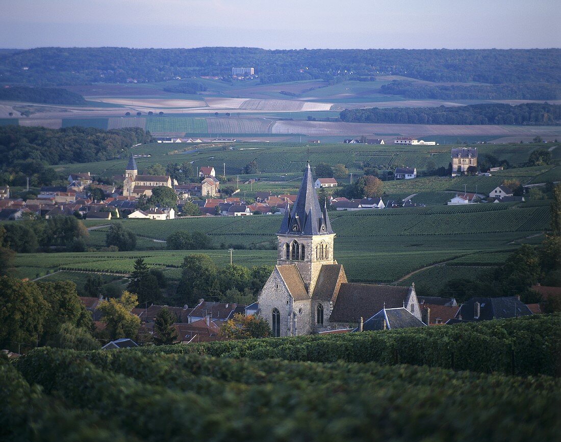 Das Weindorf Ville-Dommange, Montagne de Reims, Frankreich