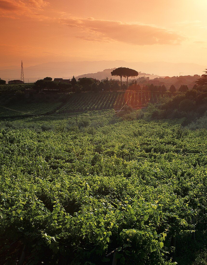 Weinberge in Latium, Italien