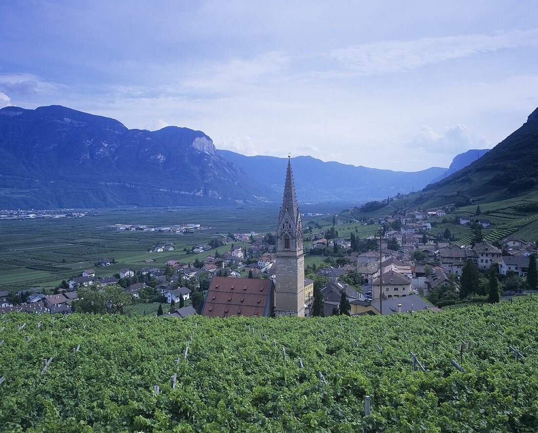 Wine village of St. Magdalena near Bozen, S. Tyrol