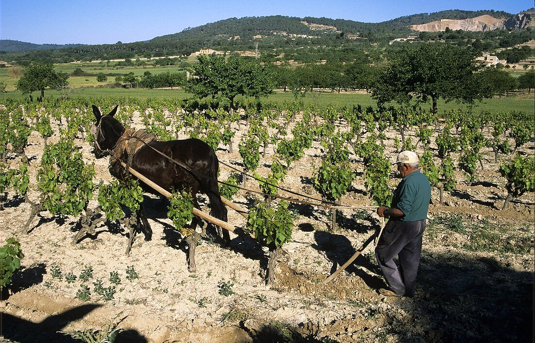 Traditional ploughing in vineyard in Majorca