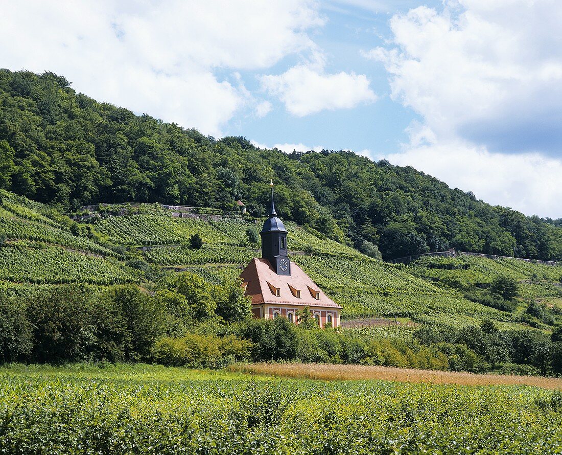 Church surrounded by vineyards at Dresden-Pillnitz