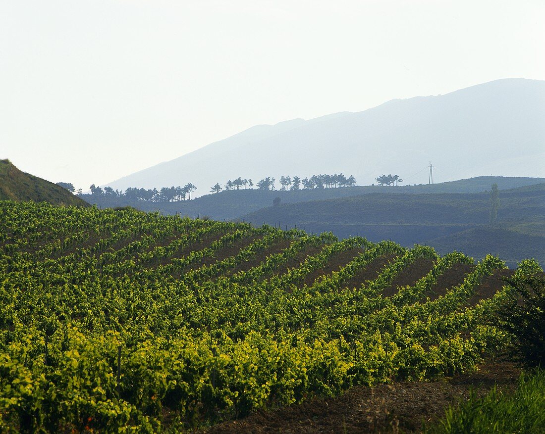Weingut Senorio de Sarria, Navarra, Spanien